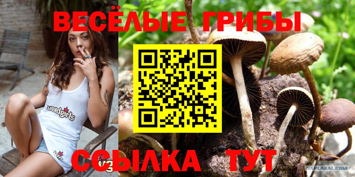 Псилоцибиновые грибы прущие грибы  наркотики  Зима  Псилоцибиновые грибы мицелий 